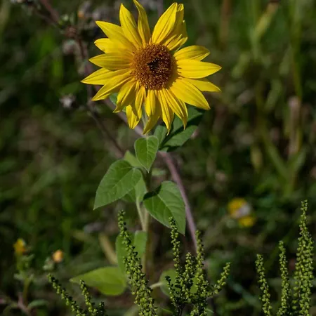 Prázdninový dům La Bergerie De Genouse