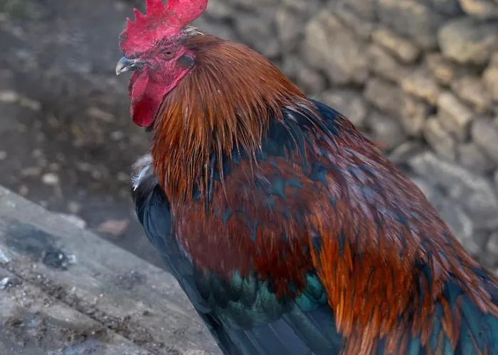 La Bergerie De Genouse Casa de Férias