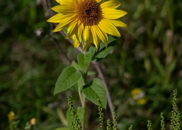 Casa de Férias La Bergerie De Genouse